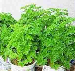 室内阳台花卉盆栽易种