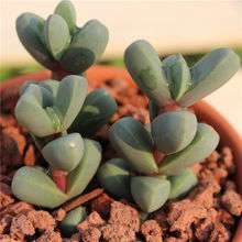 多肉植物花卉绿植