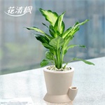 办公桌水养绿植物室内花卉