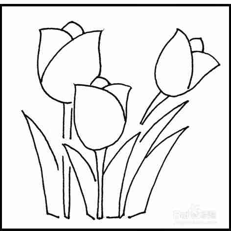 怎样画简笔画花卉郁金香