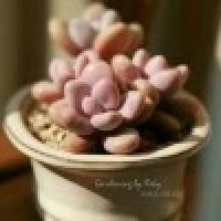 小老桩室内绿植小盆栽花卉