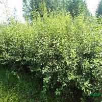 花卉盆景类桂花|腊梅