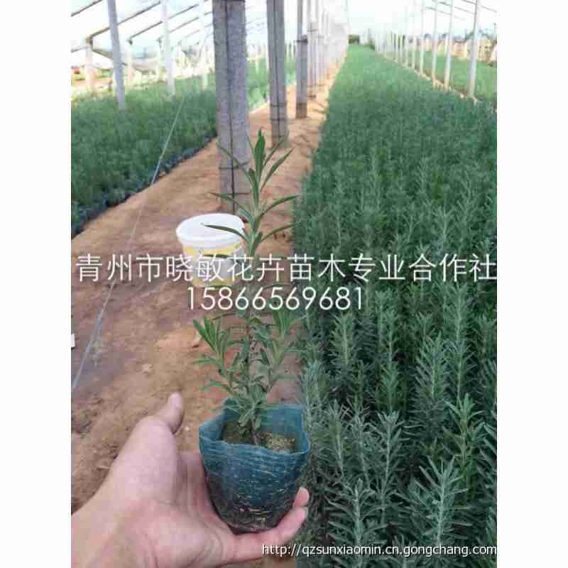 山东青州花卉市场