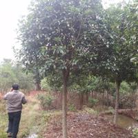 株洲市新大地花卉苗木种