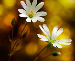 唯美的花朵意境