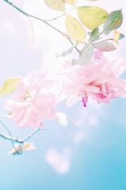 意境风女生头像