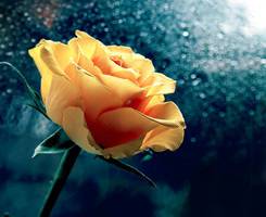 瑰定终身_男生_意境