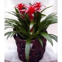 它以奇特的花朵漂亮的花纹使人们