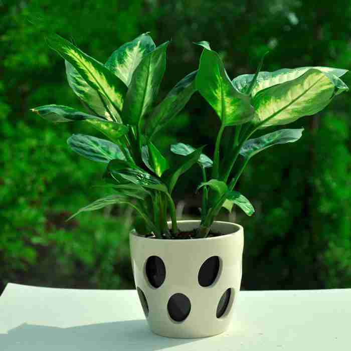 盆栽植物图片大全家庭装饰的必需品