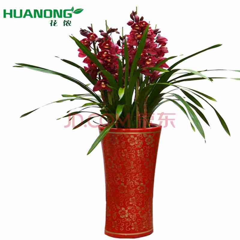 花卉盆栽绿色植物