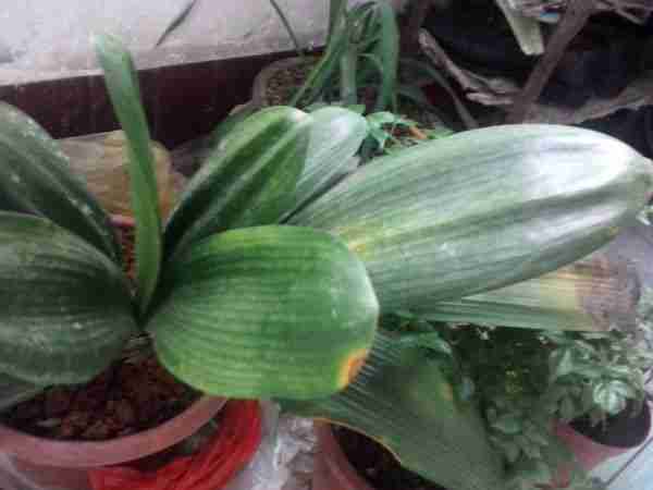 请问此种盆栽花花名是什么?怎么样养好呢?