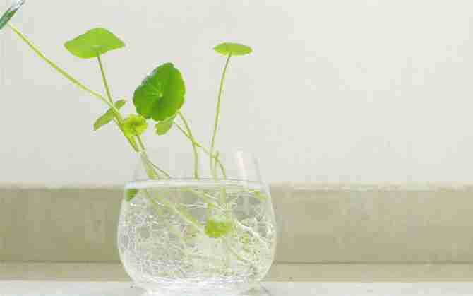 小清新盆栽铜钱草图片