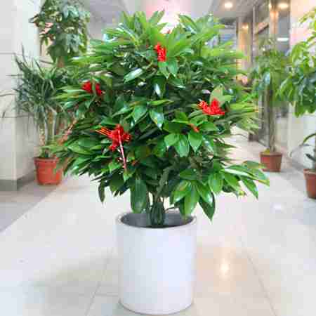 室内客厅盆栽植物