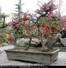 盆栽艺术|盆景盆栽|植物花草