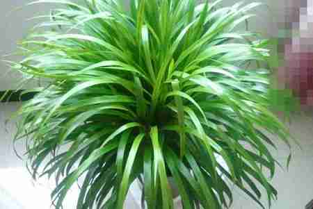 这盆栽植物叫什么名字