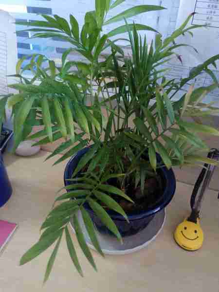 这个盆栽是什么植物?竹子吗?