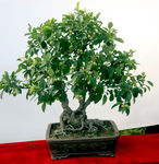 盆栽盆景摄影图__树木树叶