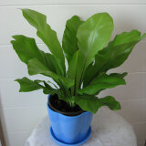 盆栽植物水培植物