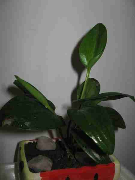 家里有一种盆栽植物|好像也是水生的