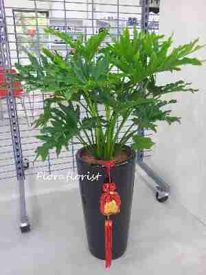 盆栽大天使蔓绿绒