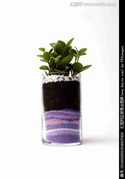 盆栽植物摄影图__花草