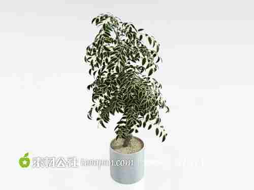 小叶绿植盆栽d模型下载