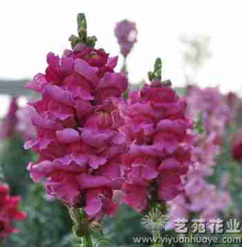 优质花卉盆栽种子