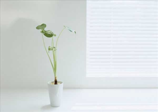 盆栽植物绿色|白色生活空间效果图