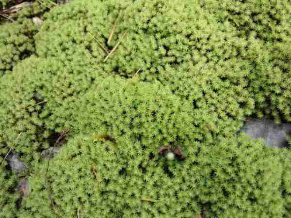 苔庭盆栽苔盆苔