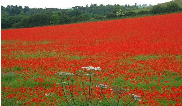 九零天下世界十大花海