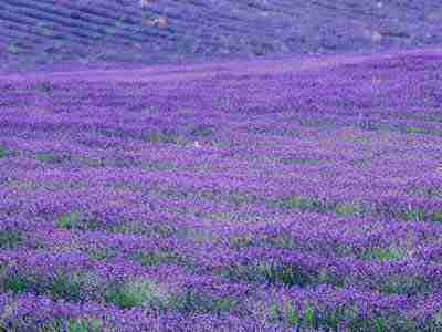 不过紫色的花海