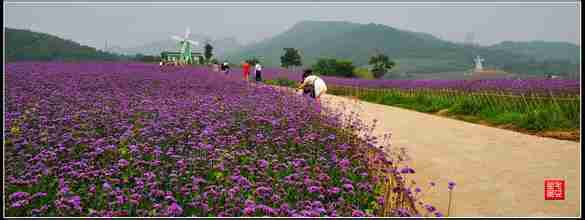 花海by孤烟主题展区