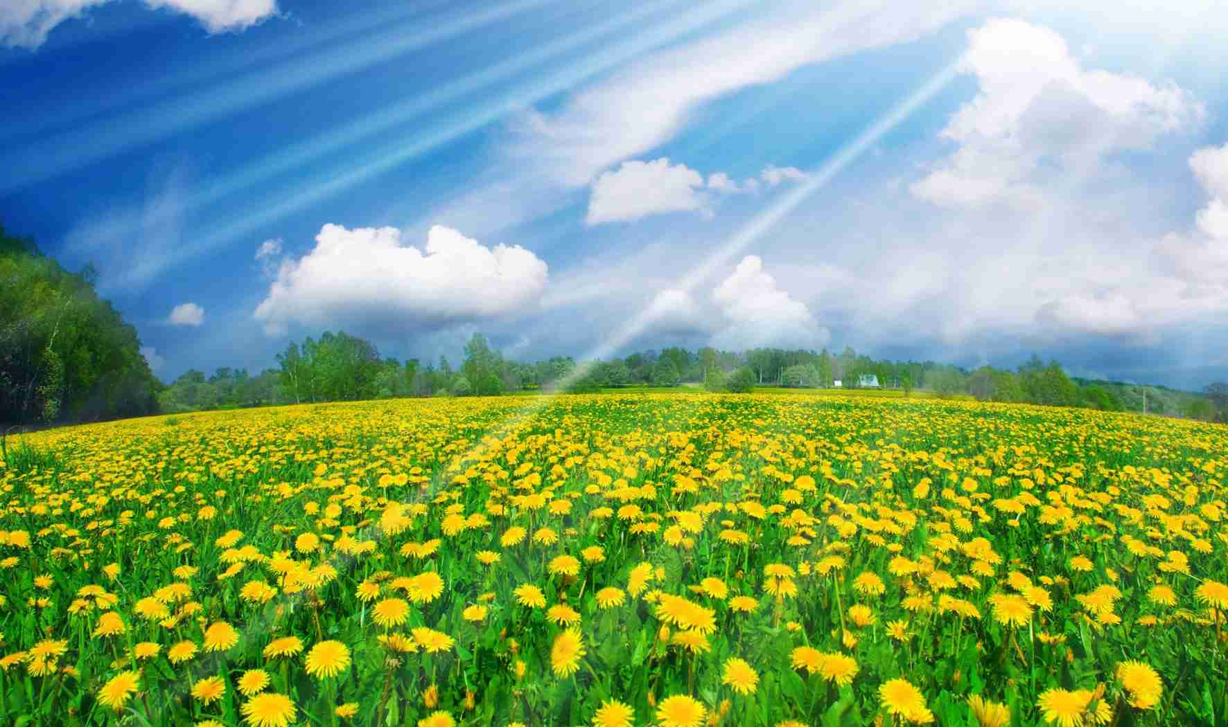 好看的自贡花海