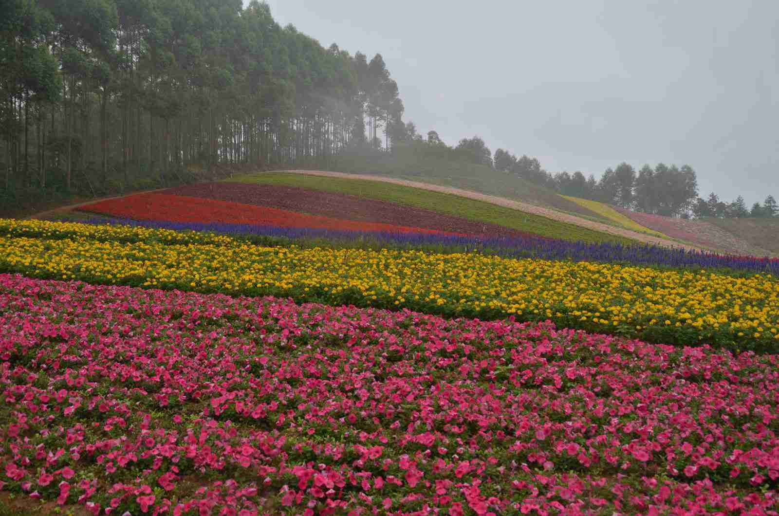山重|玛琪雅朵花海