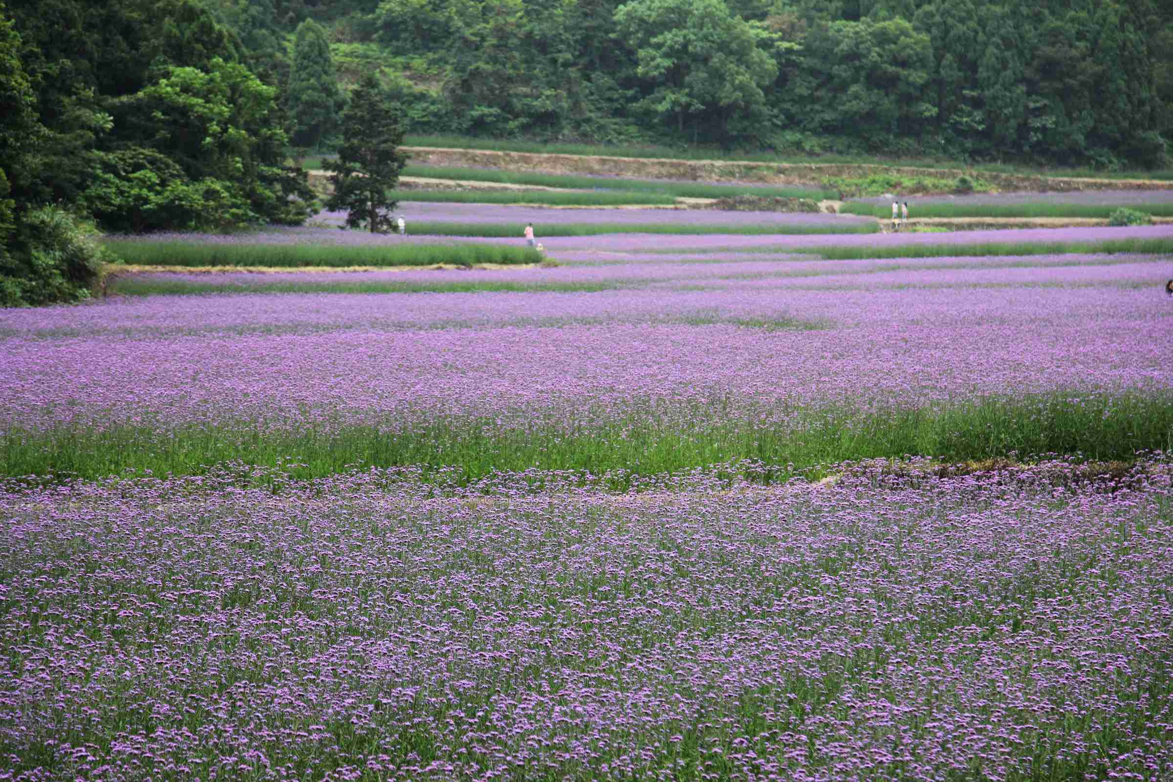 普罗旺斯花海最美图片第张图片