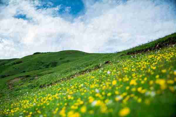 年宝玉则和神座花海摄影图片阿坝
