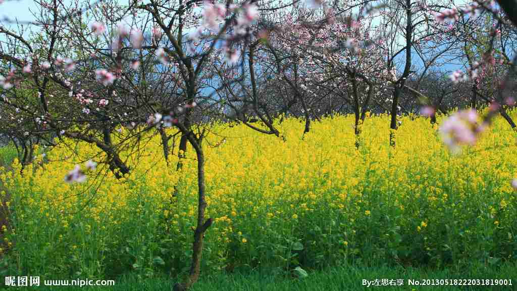 花海摄影图__田园风光