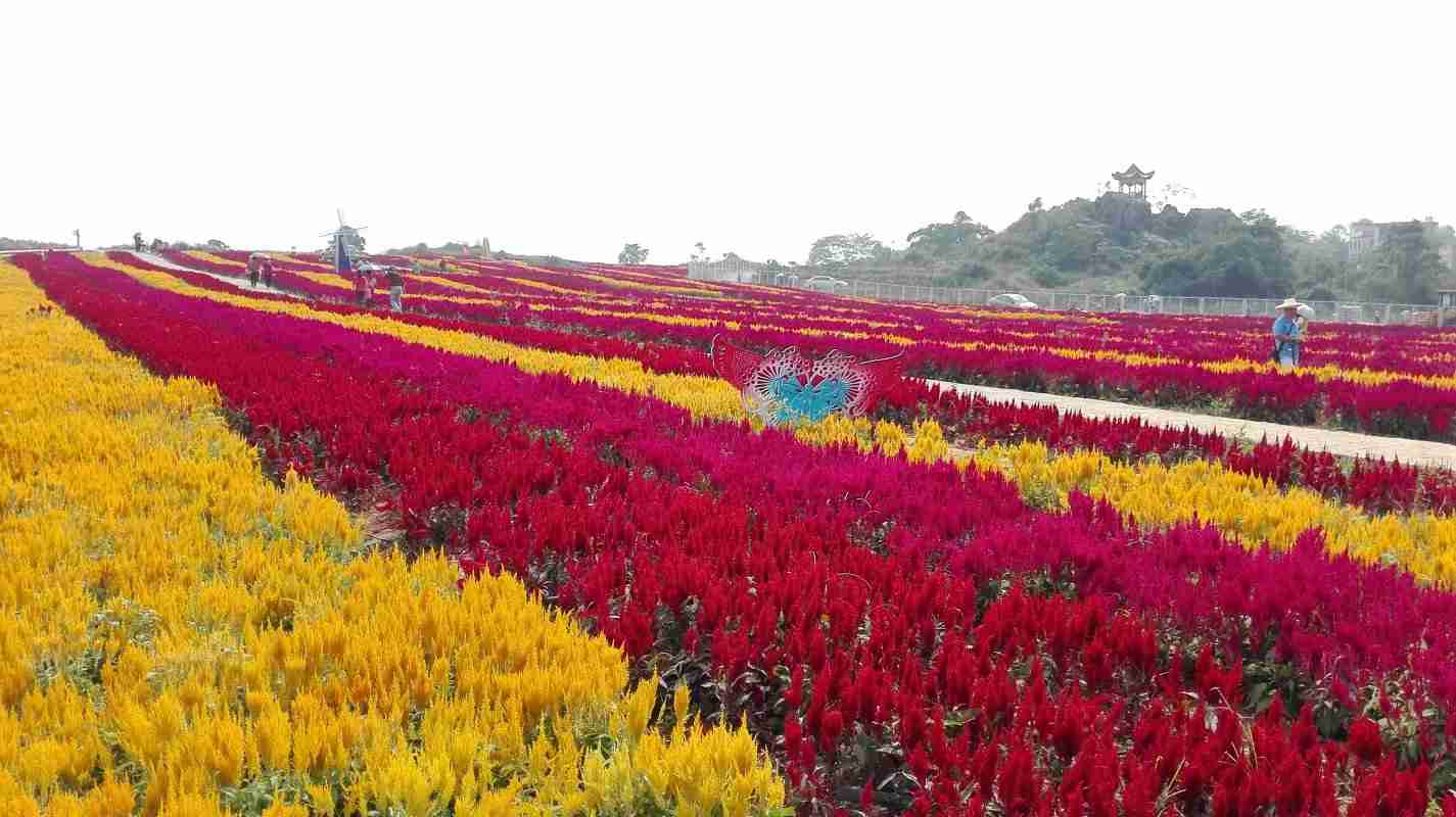 黄姚古镇富川花海第二期