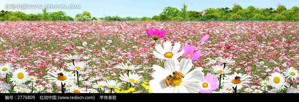 美丽的花海淘宝店招背景