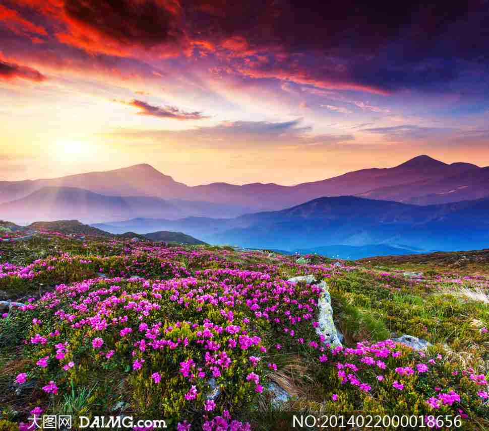 山顶美丽的花海