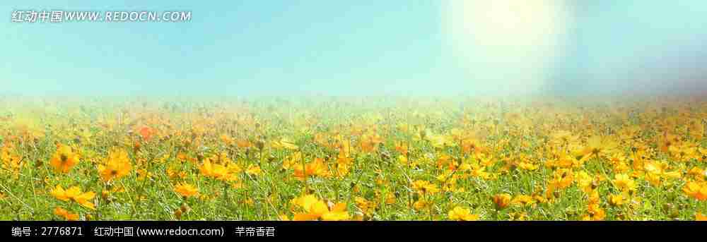 金色的花海淘宝店招背景