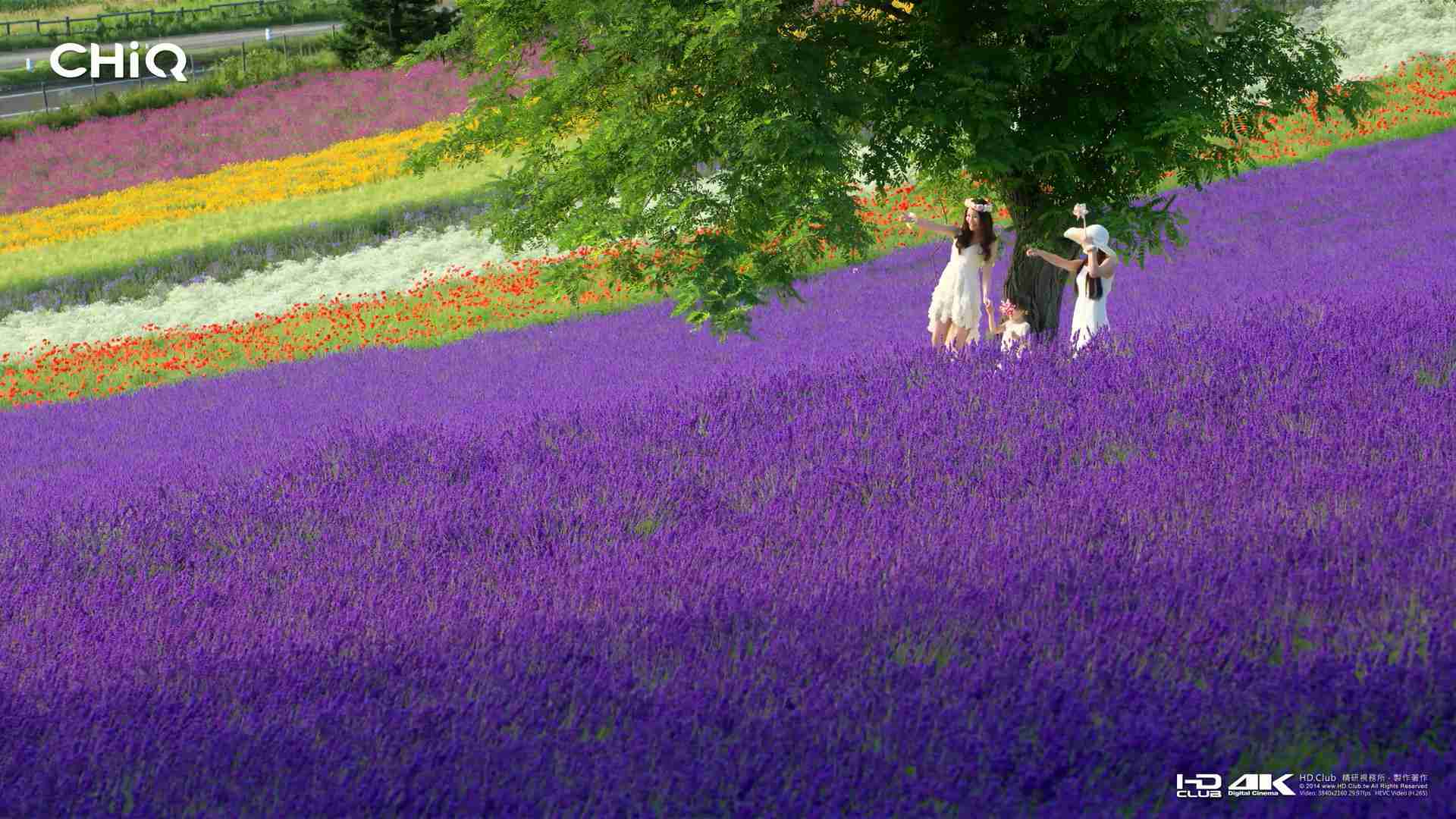 美哉天府+北海道花海