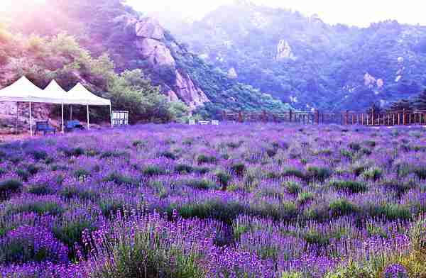 中国最美九大花海