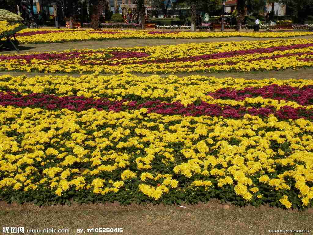 尔康少爷建花海!