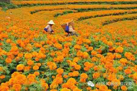 些鲜为人知的花海