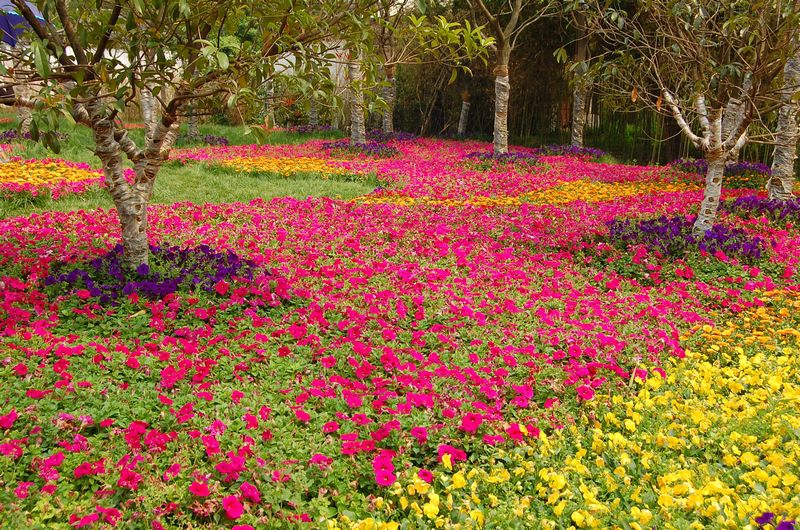 花海图片图_风景如画