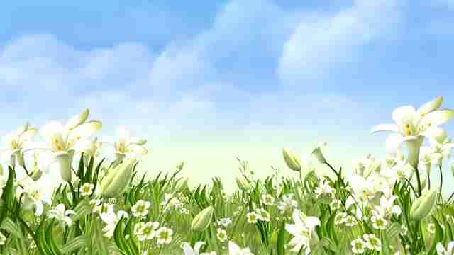 百合花开花海花朵绽放led大屏幕