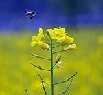 花海一撇_瞬间·小时纪实摄影大赛