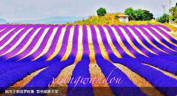 普罗旺斯花海海口玩啥e族皮皮小