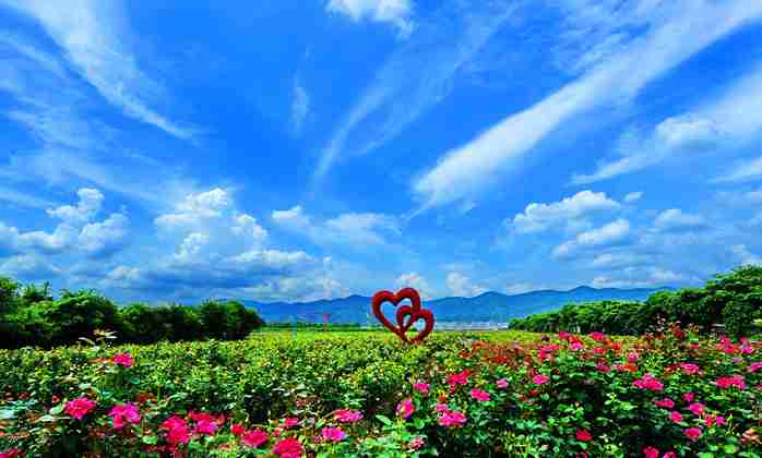 蓝天白云|浪漫花海
